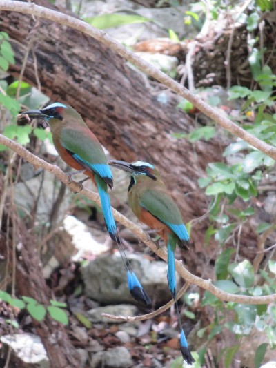 oiseaux-cenote