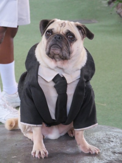 chien-meninblack