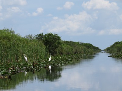 everglades2