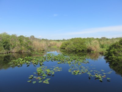 everglades3