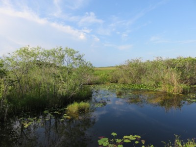 everglades4