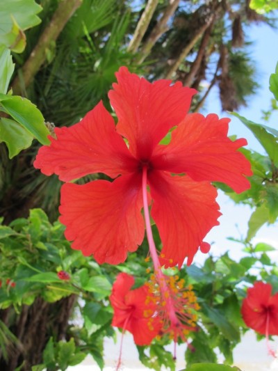 hibiscus