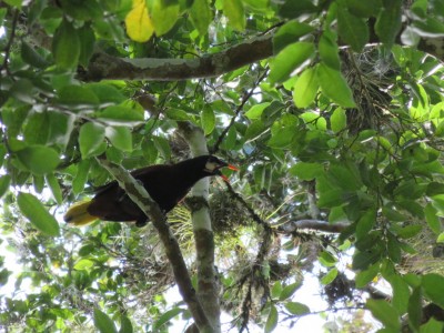 oiseau-tikal