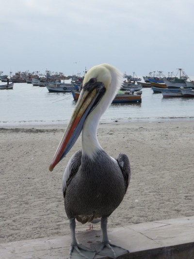 pelican-perou