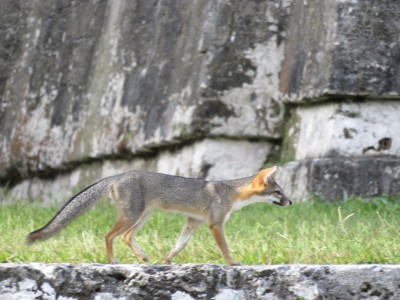 renard-gris-tikal