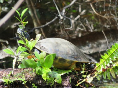 tortue