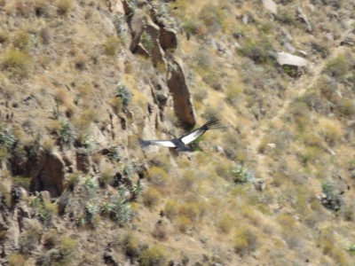 condor-canon-colca3