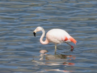 flamant-rose