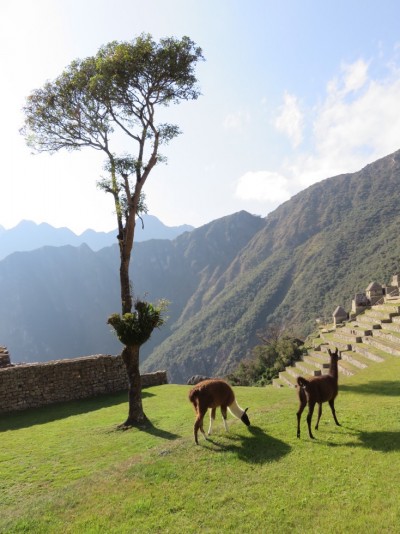 lamas-machu-picchu