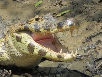 aligator-pampa1