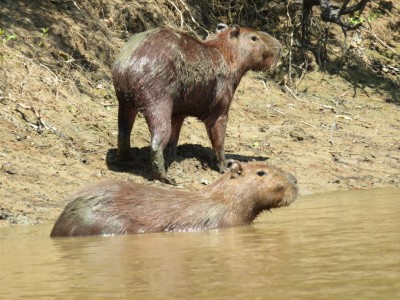 capybara-pampa1