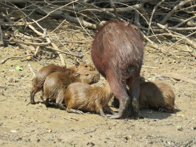 capybara-pampa2