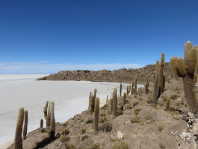 isla-pescado-salar1