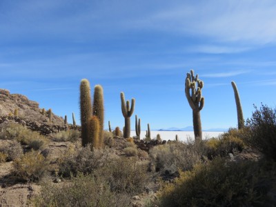 isla-pescado-salar2