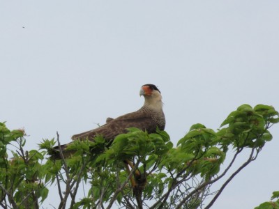 oiseau-pampa1