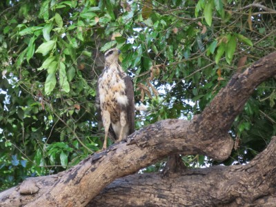 oiseau-pampa2