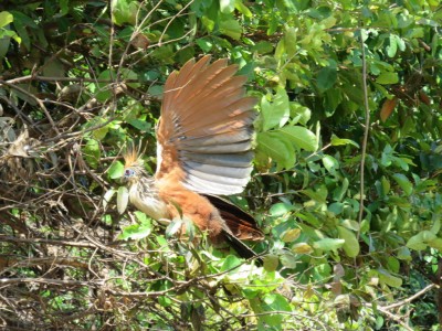 oiseau-paradis-pampa