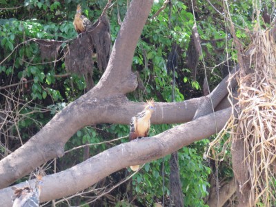 oiseaux-paradis-pampa