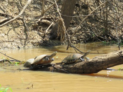 tortue-pampa