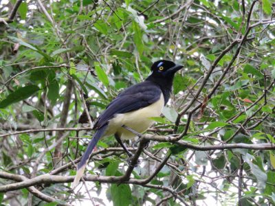 oiseau-iguazu