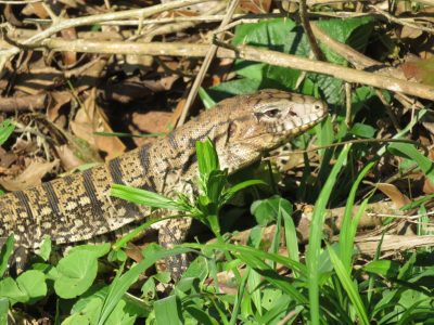 reptile-iguazu