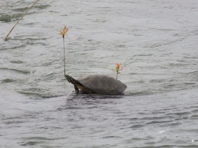 tortue-iguazu